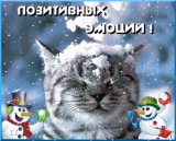 Кот и снег.gif
