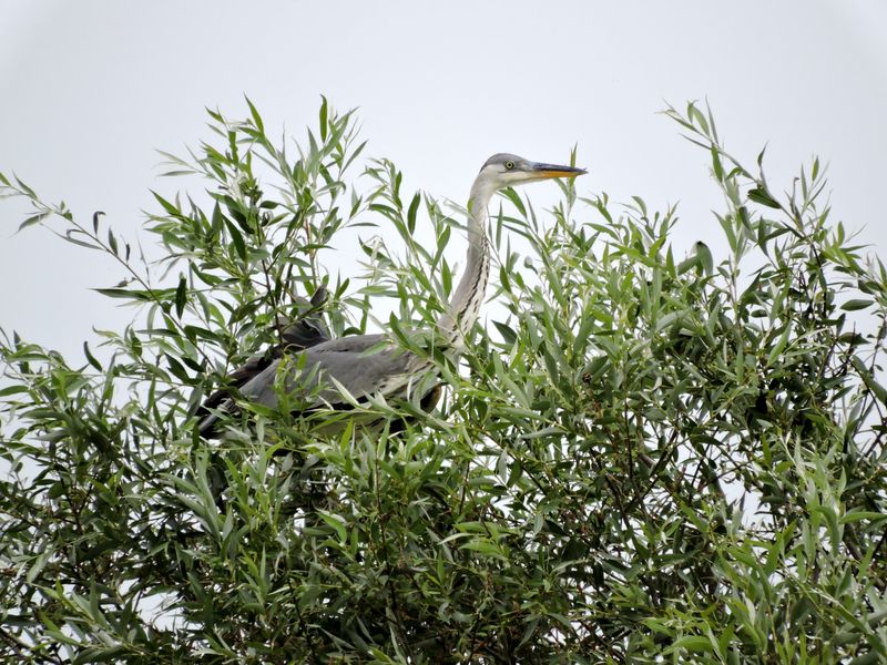DSCN6824.JPG