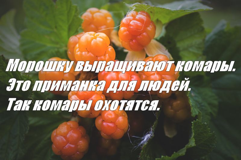 Морошка.jpg