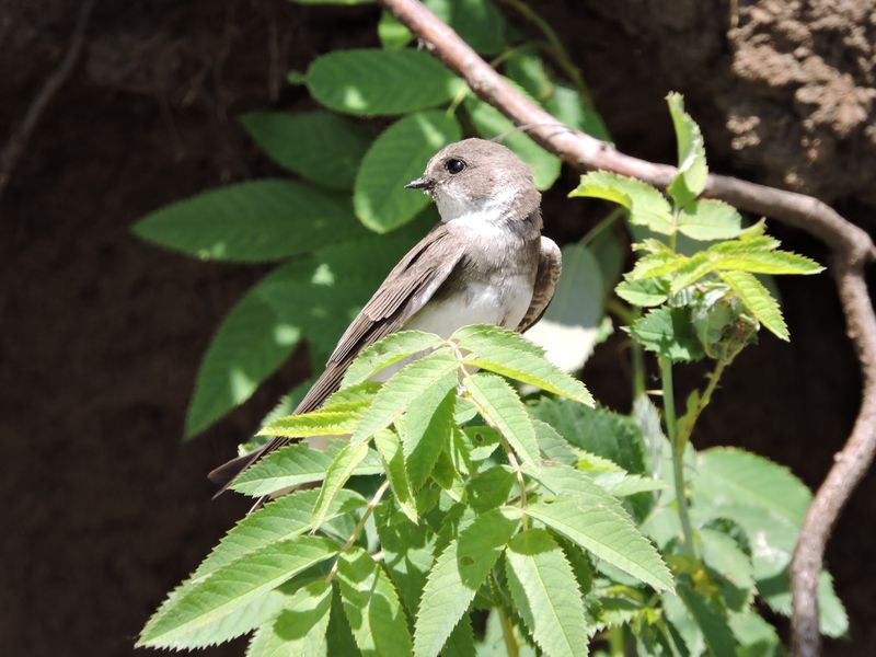 DSCN6896.JPG