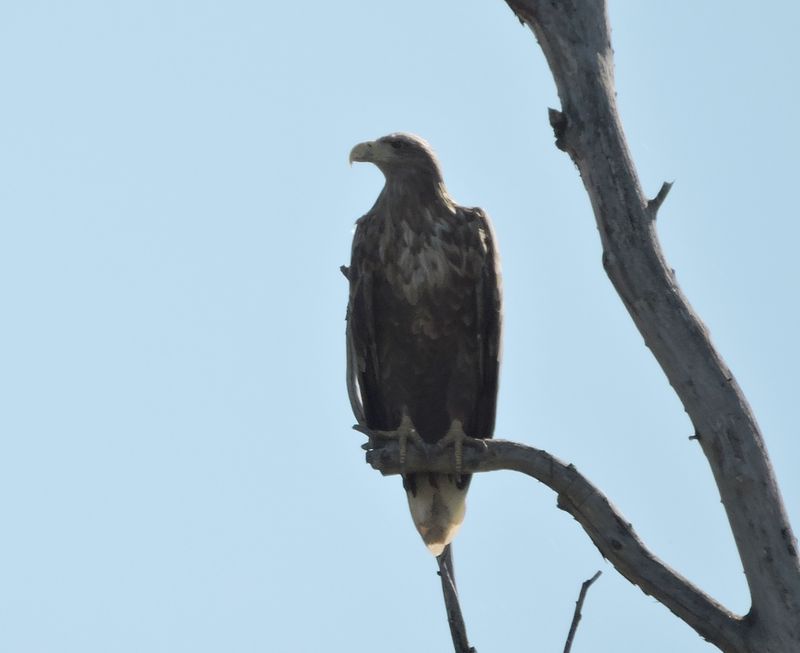 DSCN7132.JPG