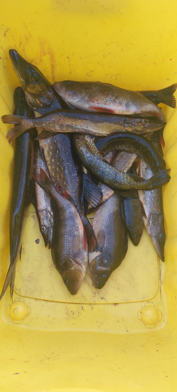272194