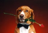 dog-bowtie-red-rose-backgrounds-wallpapers.jpg