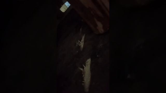 rutube.ru