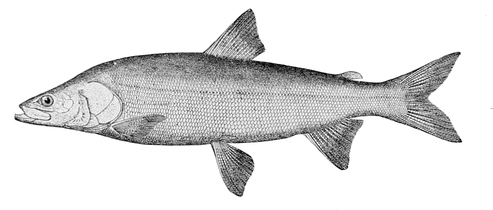 ru.wikipedia.org