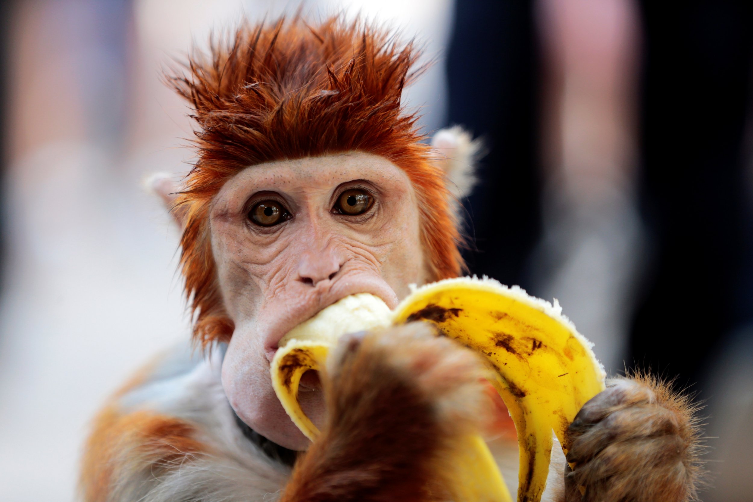 Желтый обязана. Обезьяна с бананом. Смешные обезьянки с бананом. Смешные обезьяны. Обезьянка с мандаринкой.